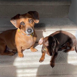 Meet your Posher, Sophia